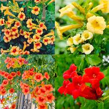 Más de 100 Semillas de Planta de Colibrí Trompetero - Semillas de Colibrí Trompetero No-OGM, Semillas de Flores Auténticas - 100 - Ver 9