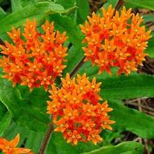 Asclepias tuberosa, Mariposa de leche, 25 semillas, flor silvestre fácil de cultivar, perenne en todas las zonas, mariposa monarca, tolerante a la sequía - Variante 1 - Ver 6