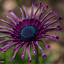 Más de 100 semillas de flores coloridas de margarita azul rara para plantas de jardín. Semillas de Margarita Africana Azul Púrpura Rara para Plantar. - 100 - Ver 9