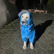 防水分體式狗狗雨衣，4腿可調式寵物雨具，反光連帽雨夾克，適合小型與中型犬、幼犬，雨天戶外散步使用 - 藍色 - 查看 7