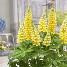 Outdoor Decor - SEED - View 1