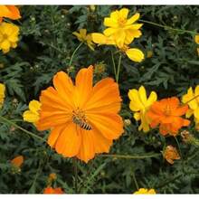 Semillas de Cosmos Sulphureus Anuales, Amigables con los Polinizadores y Resistentes a la Sequía, para Plantar con Flores Dobles Vibrantes para Paisajismo y Xeriscaping de Bajo Mantenimiento, Cultivadas en Jardín, No Transgénicas, Atraen Polinizadores - 50 piezas - Ver 6