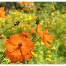 Semillas de Cosmos Sulphureus Anuales, Amigables con los Polinizadores y Resistentes a la Sequía, para Plantar con Flores Dobles Vibrantes para Paisajismo y Xeriscaping de Bajo Mantenimiento, Cultivadas en Jardín, No Transgénicas, Atraen Polinizadores - 50 piezas - Ver 2