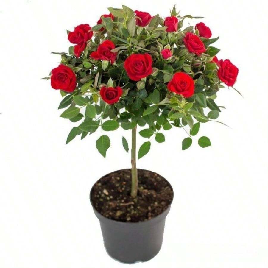 Fácil de Cultivar, Alta Tasa de Germinación, Rosa Cola de Fénix y Rosa de Flor Grande de Cuatro Estaciones - 100 - Ver 1
