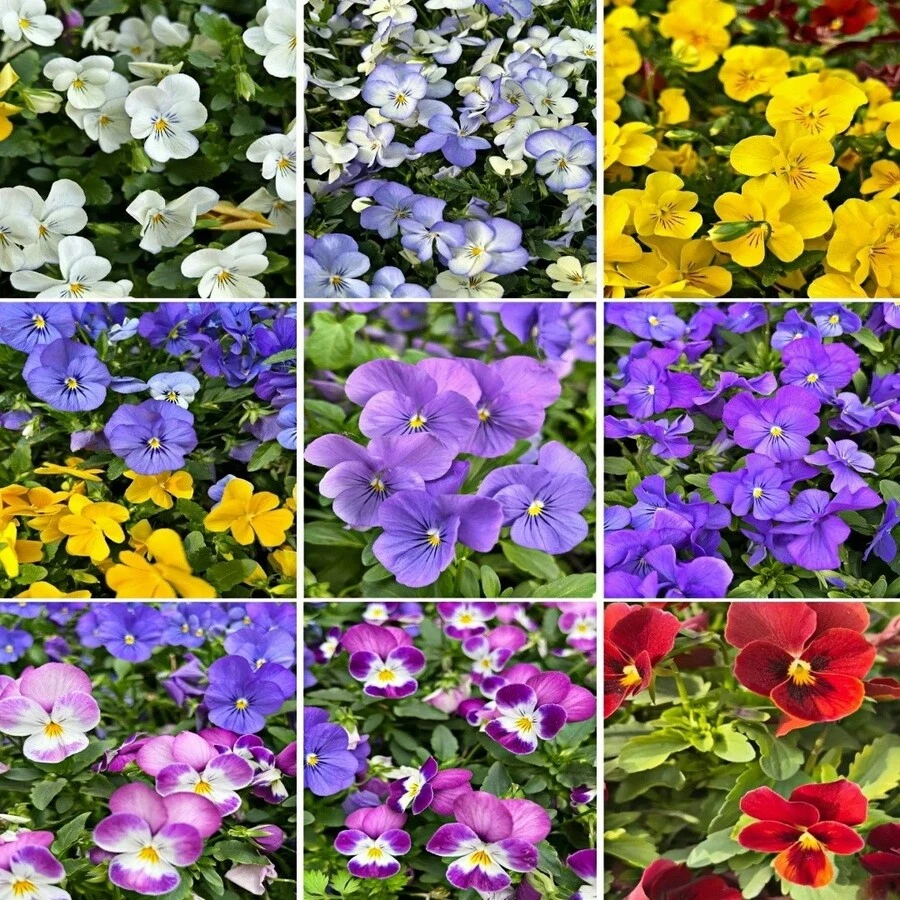 436 Semillas de Flores de Acianos – Flores Brillantes y Resistentes, Ideales para Jardines de Primavera y Otoño – Perfectas para Plantas en Macetas y Embellecimiento de Paisajes - 436 - Ver 1