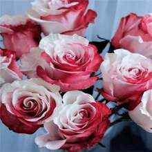 254 piezas de semillas de rosa té mixtas - Impresionantes flores rojas y blancas, perfectas para bordes de jardín y arreglos florales, con un período de floración de 2 años que requiere drenar la tierra. - 254 - Ver 2