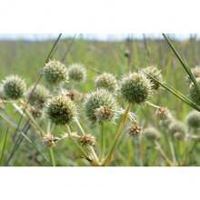 Semillas de Regalo 500 Piezas Rattlesnake Master, Eryngium yuccifolium, Planta Nativa de Raíz Desnuda - 3 RAÍCES MEDIANAS - Ver 3