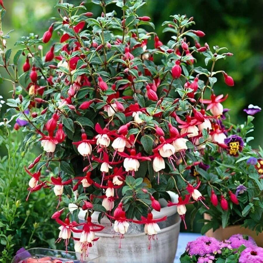 100 Semillas de Fucsia, Alta Tasa de Crecimiento, Flores Perennes de Variedad Antigua, Floración Rápida a Pleno Sol, Semillas de Plantas Ornamentales para Jardinería - 100 piezas (D004#1) - Ver 1