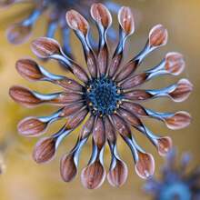 Más de 100 Semillas de Flores Coloridas de Margarita Azul Rara para Plantas de Jardín.Semillas de margarita africana azul-púrpura rara para plantar - Azul - B - Ver 9