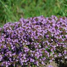 670 semillas, una mezcla de semillas de uva y lavanda, ideal para jardines rocallosos, paisajismo de patios o bordes florales. - 670 - Ver 4