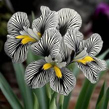 Paquete de aproximadamente 100 piezas de semillas de orquídea rayada para decoración de jardín, patio y balcón. - Modelo A2 con rayas rojas y blancas - Ver 5