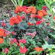 Fácil de Mantener: Semillas de Flor VESUVIUS CAMPION Red Orange Lychnis Arkwrightii Flytrap para Decoración de Patio y Jardín - Variante 1 - Ver 2