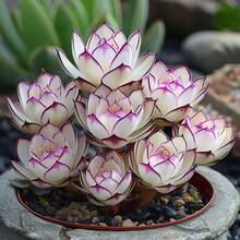 Semillas para Jardín Interior y Exterior, Adecuadas para Tierra de Cactus, Perfectas para Decoración de Plantas en el Hogar - 30 unidades de E.E.D. - Ver 5