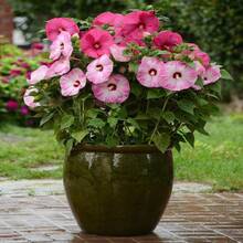 Outdoor Decor - 씨앗 - 보기 6