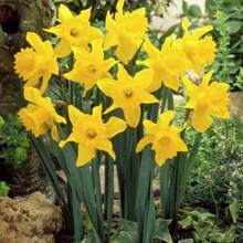 200 Bulbos de Narciso Semillas de Narciso - 200 - Ver 2