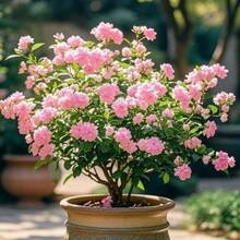 626 Jasmine Seeds Horticultural Set - 626 - View 1