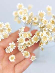 30/60/100/200 buc. buchet de flori uscate mini stele braziliene/margarete, decor pentru casă, cadou de Ziua Îndrăgostiților, accesorii pentru fotografie, potrivit pentru decor floral în stil boho pentru cameră, vază de nuntă, decor pentru dormitor și podea, plante artificiale - alb - Vizualizare 11
