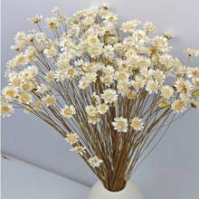 30/60/100/200 buc. buchet de flori uscate mini stele braziliene/margarete, decor pentru casă, cadou de Ziua Îndrăgostiților, accesorii pentru fotografie, potrivit pentru decor floral în stil boho pentru cameră, vază de nuntă, decor pentru dormitor și podea, plante artificiale - alb - Vizualizare 2