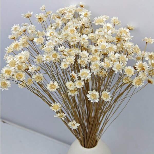 30/60/100/200pcs Brazilian Mini Star Flower/Daisy Dried Flowers Bouquet, Home Decor, Valentine's Day Gift, Photography Props, Suitable For Boho Style Room Floral Decor, Wedding Vase Bedroom Floor Decor, Artificial Plants