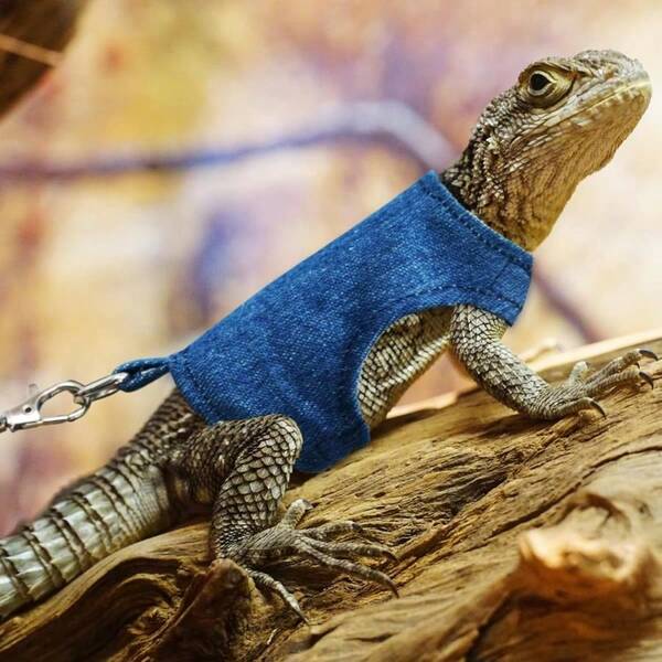 Bearded Harness And Leash Set, 5 Ft Leash Adjustable Harness - Clothes Traction Rope Escape Proof Reptiles Amphibian Small Animal Pets Walking Outdoor (Blue Large)