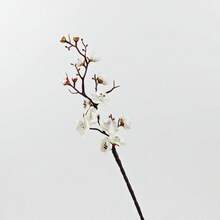 1pc/3pcs/5pcs/10pcs 23.22 Inch Bendable Artificial Silk Sakura Flower Branches With Leaves, Suitable For DIY Flower Wall, Scene Decoration, Vase Arrangement In Living Room/Bedroom, Wedding, Party, Tabletop Decor. Deciduous In Autumn/Winter - White - View 7