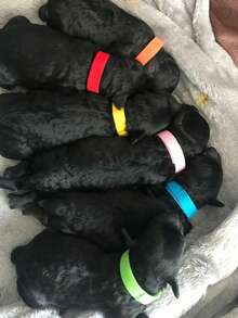 12pcs Newborn Pet Identification Bands, Puppy Kitten Marking Neck Collars, Pet ID Rings, Dog Cat Hook And Loop Identification Collars, Kitten Puppy Classification Identification Bands, Puppy Accessories, Pet Supplies - Multicolor - View 6