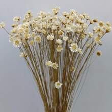 30/60/100/200 buc. buchet de flori uscate mini stele braziliene/margarete, decor pentru casă, cadou de Ziua Îndrăgostiților, accesorii pentru fotografie, potrivit pentru decor floral în stil boho pentru cameră, vază de nuntă, decor pentru dormitor și podea, plante artificiale - alb - Vizualizare 3