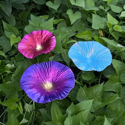 Creative Morning Glory-Shaped Iron Bird Feeder, Crafted From High-Quality Iron Material, With Hand-Painted Details To Replicate The Natural Texture Of The Morning Glory. The Flower-Shaped Trough Can Hold Bird Food And Water, Providing A Dedicated Feeding And Drinking Station For Birds. Sturdy Iron Ground Stake Design, Can Be Directly Inserted Into The Courtyard, Garden, Or Lawn, With Waterproof And Rustproof Technology, Resistant To Outdoor Sun And Rain, Artificial Flowers, Outdoor Garden Decoration