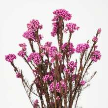 Ramo de flores artificiales, flor de arroz australiana, artículo decorativo, decoración del hogar, decoración floral para bodas, suministros de flores DIY, decoración del hogar - Flor de arroz rosa - Ver 3