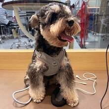 Conjunto de arnês e trela para cão, colete macio anti-colisão ajustável, equipamento de passeio para animais de estimação, adequado para cães pequenos e médios - Cinza - Ver 12