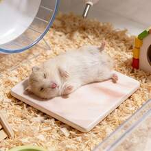 Hamster Summer Essential Cooling Marble Pattern Ice Bed - No Refrigeration Needed, Instant Cooling Upon Lying Down - Ceramic Material, Easy To Clean, Wear-Resistant And Bite-Resistant - Suitable For Hamsters, Mice And Other Small Animals, Ideal Choice For Expanding Small Animal Cages - Hamster - Small Animal Summer Essential Item - A - View 5