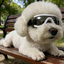 Small Dog Pet Sunglasses, Medium Cat Pet Sunglasses, Pet Goggles Also Can Be Used As Photography Glasses - Multicolor - View 17