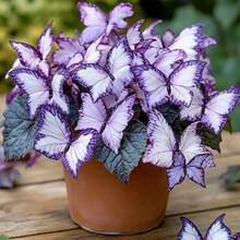 150  Of Moonlight Begonia  Purple And White Flowers Outdoor Planting - 150 - View 3