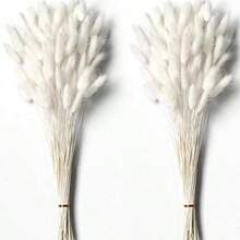 白色兔尾草