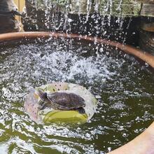 1組迷你烏龜游泳圈附充氣幫浦，PVC彩色條紋浮圈，寵物水族箱裝飾，適合小型爬行動物與烏龜的可愛浮水玩具 - 彩色 - 查看 4