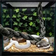 Dekorasi Terarium Reptil: Sulur Panjat dan Tali Ayun yang Lentur dengan Perekat Hisap, Sempurna untuk Kadal, Ular & Hewan Peliharaan Kecil - Coklat - View 3