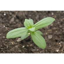 200 Purity White Zinnia Flower - Option - View 4