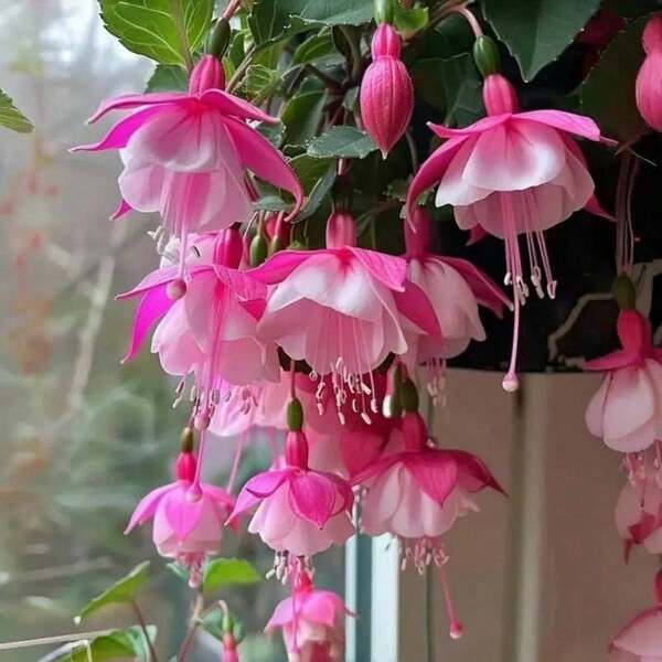 Flores frescas