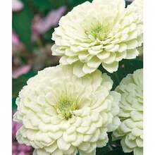 200 Purity White Zinnia Flower - Option - View 2