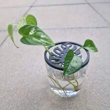 3入組植物種子發芽罩，7.2cm圓形塑膠植物育苗盤組，耐用塑膠材質，迷你溫室盤，用於穩定種子發芽、引導植物葉片生長、促進根系生長，園藝盤，可重複使用，易於清潔，植物園藝，現代園藝，盆栽工具 - 植物種子發芽蓋 - 查看 2