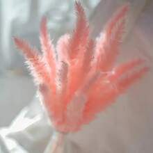Pink Reeds