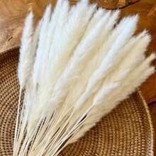 Small White Reeds