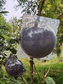10Pcs Multi-Color Plant Air Layering Propagation Boxes, Tree Branch Rooting Devices, Grafting Tools For Fruit Trees & Flowers, Snap-Lock Design With Vent & Drain Holes, Durable UV-Resistant PP Material, Transparent/Opaque Options, Grow Roots Without Cutting Branches, Fits Various Sizes, Garden Propagation Supplies - Grafting Protective Sleeve - View 5