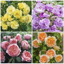 Climbing Roses Mixed   - Beautiful Flowers For Fences And Fence Borders - Default - View 3
