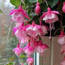 50 Fuchsia Hybrida   - Hardy Perennial Flower   For Outdoor Pots, Garden Borders & Full Sun Landscaping - Default - View 2