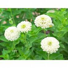 200 Purity White Zinnia Flower - Option - View 1