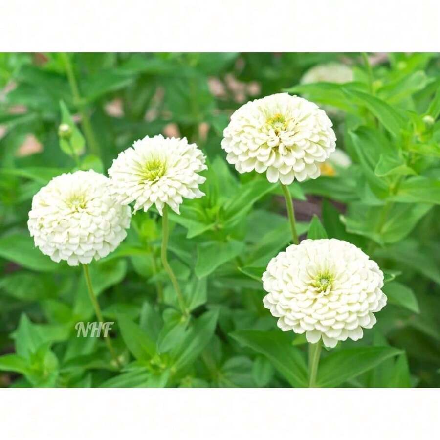 200 Purity White Zinnia Flower - Option - View 1