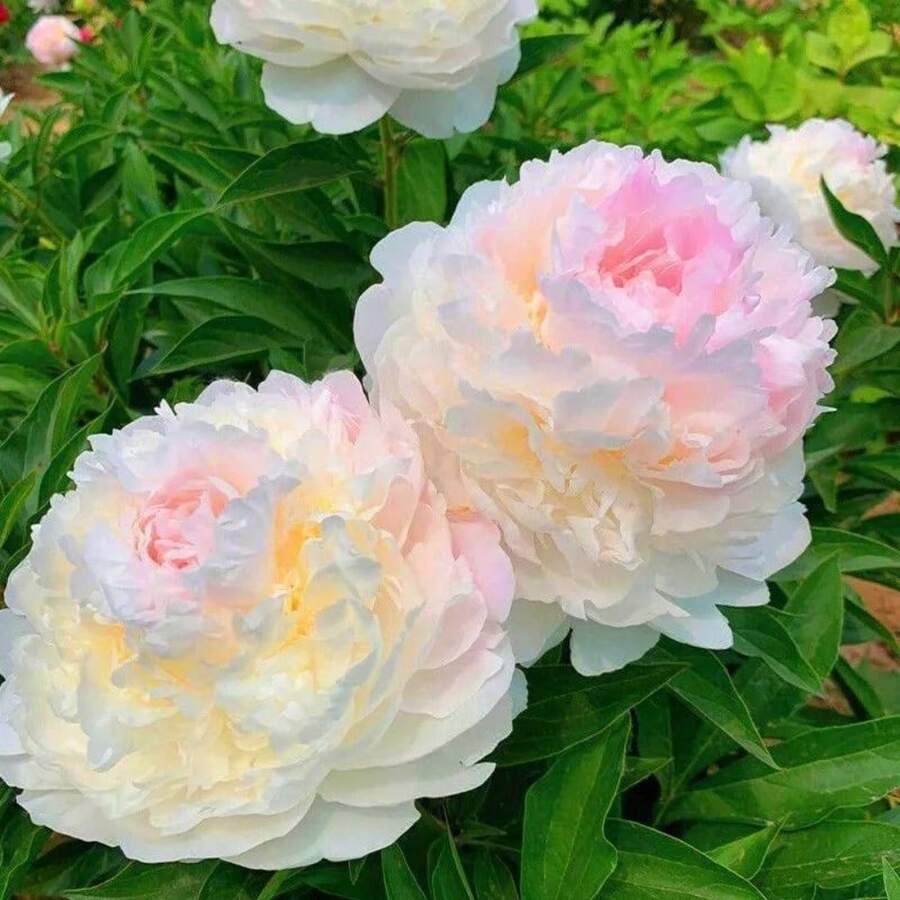50+ Pcs With Speedy Peony  Make Long Blooming Garden - 50+Pcs Seeds - View 1