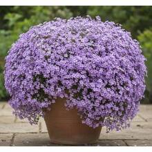 Aubrieta Cascade Blue   - Blue/Lilac Flowering Ground Cover - Rock Garden & Wall Plant - Perennial Ground Cover - Default - View 3