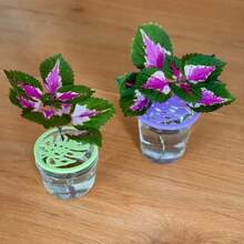 3入組植物種子發芽罩，7.2cm圓形塑膠植物育苗盤組，耐用塑膠材質，迷你溫室盤，用於穩定種子發芽、引導植物葉片生長、促進根系生長，園藝盤，可重複使用，易於清潔，植物園藝，現代園藝，盆栽工具 - 植物種子發芽蓋 - 查看 3